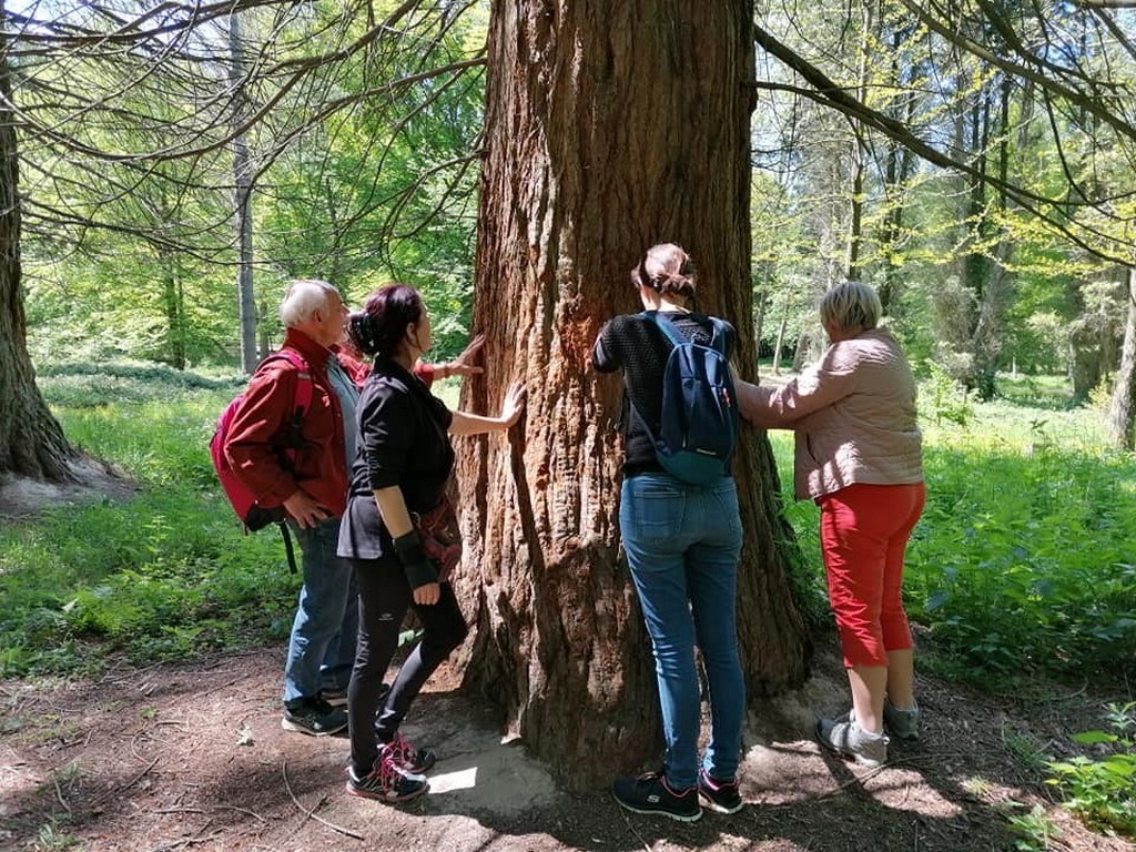 groupe de personnes autour d'un arbre lors d'un bain de forêt