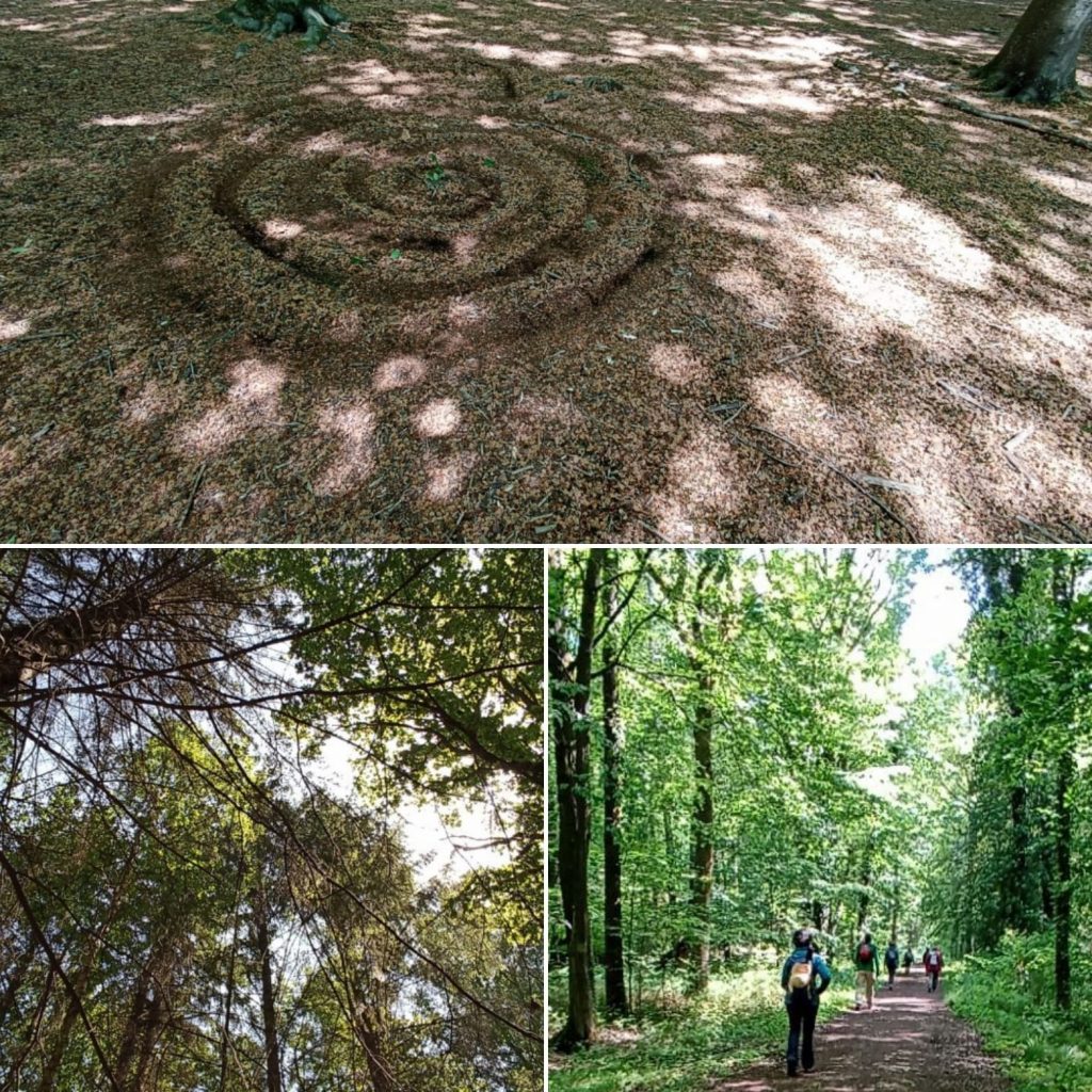   «  Bain de Forêt » Sylvothérapie »  « Shinrin Yoku»